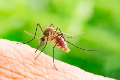 Mosquito Control Service