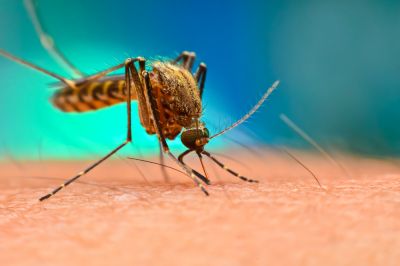 Mosquito Pest Control
