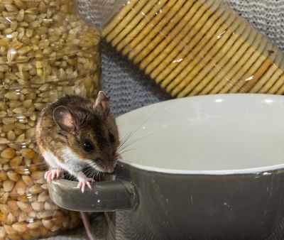 Mouse Control Service