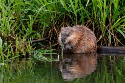 Muskrat Removal