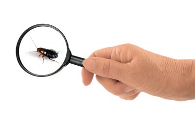 Commercial Ants Pest Control