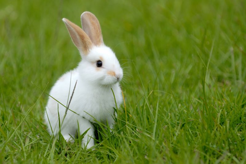 Rabbit Control Service