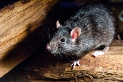 Rat Control Service