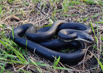 Rat Snake Removal Service
