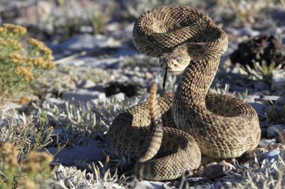 Rattlesnake Removal