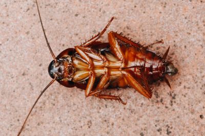Commercial Ants Pest Control