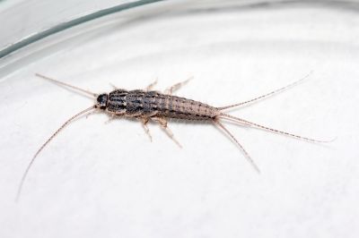 Silverfish Removal