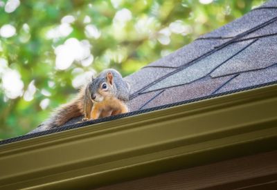 Effective Pest Management