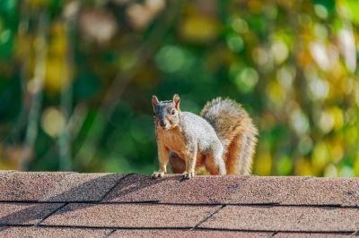 Reducing Nesting in Unwanted Areas