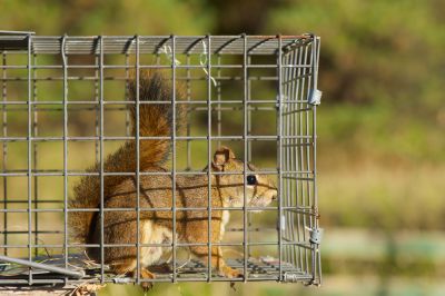 Professional Squirrel Trapping