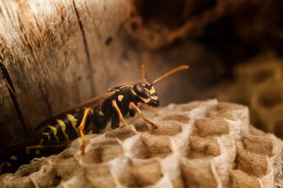 Commercial Stinging Insect Removal, Carpenter Bee Removal, Kentucky