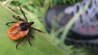 Tick Pest Control
