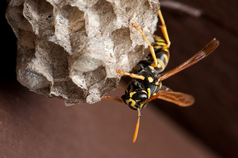 Wasps can be aggressive, and their stings are painful