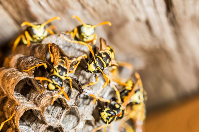 Wasps build nests in walls, attics, eaves, and other hidden areas