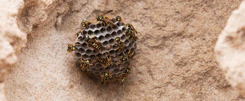 Commercial Wasps Control, Scorpion Control, Indiana