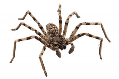 Spider Removal
