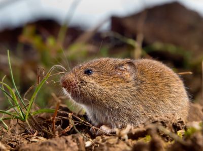 Vole Abatement